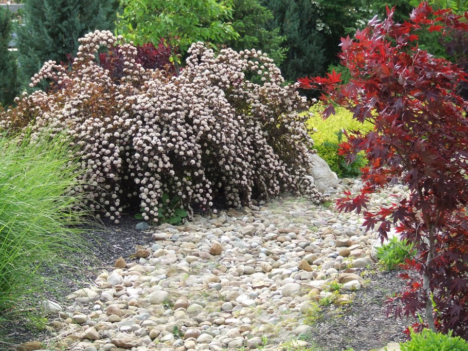 Пузыреплодник Дьяболо