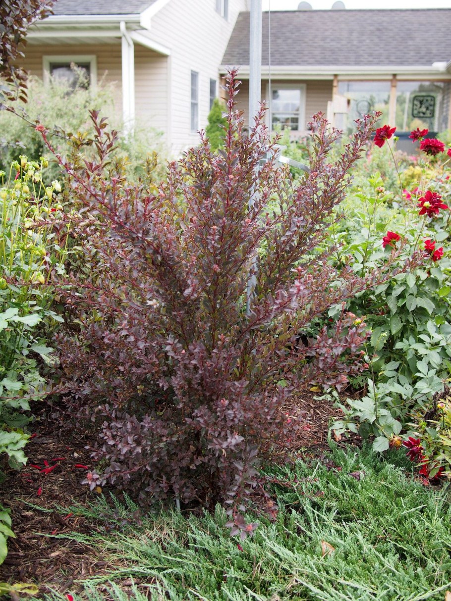 Пузыреплодник Литтл Энджел