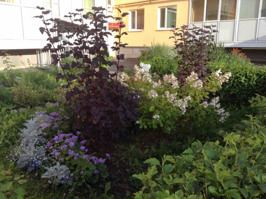 Дерен калинолистный