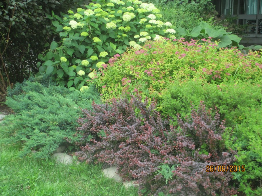 Дерен пузыреплодник Барбарис гортензия