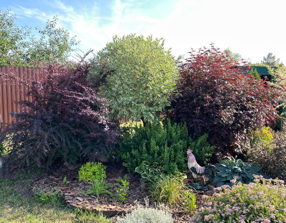 Туя, дерн Шпета, Барбарис композиции