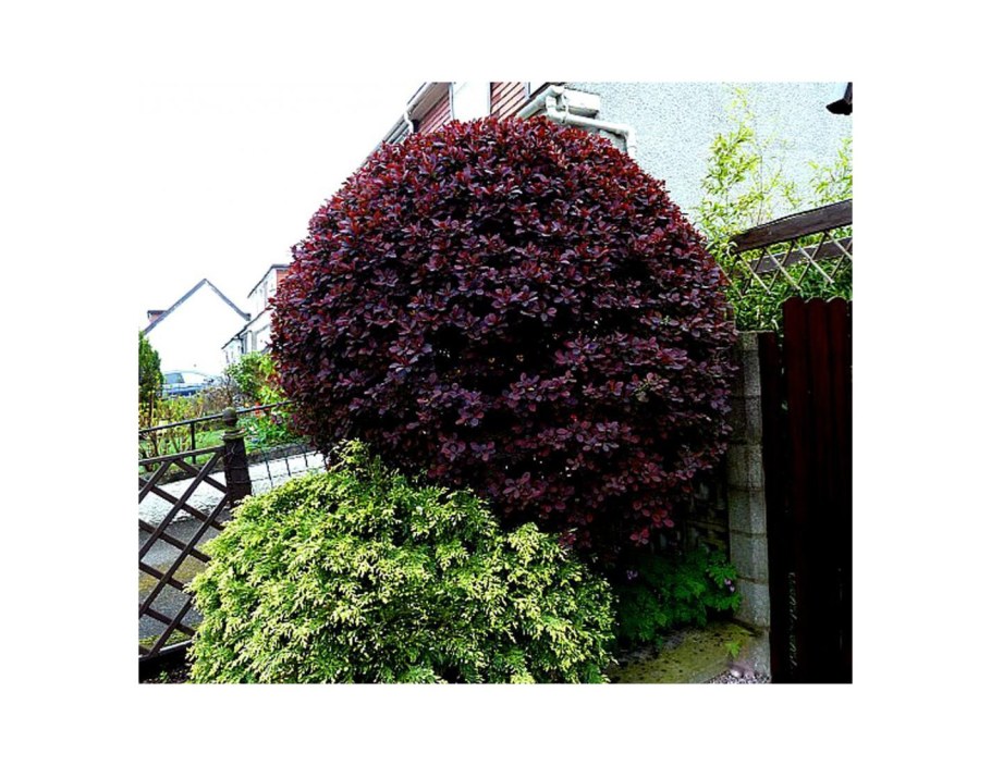 Барбарис оттавский superba Суперба