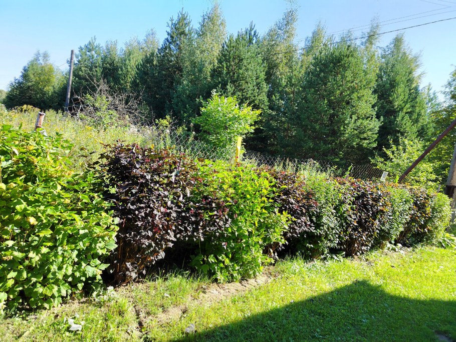 Длинная Живая изгородь из пузыреплодника Дьяболо