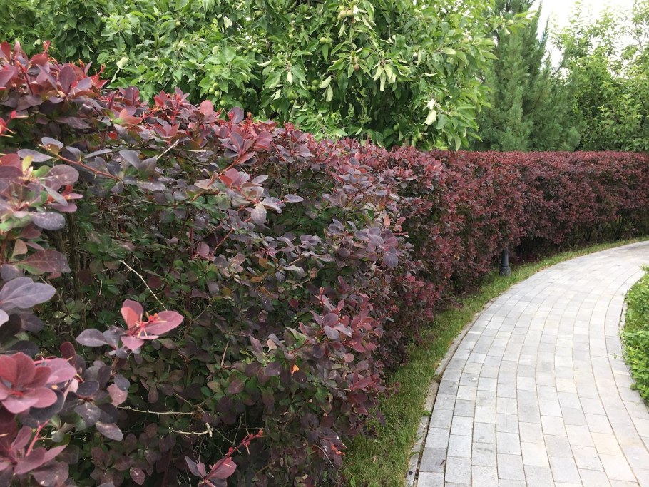 Барбарис оттавский superba