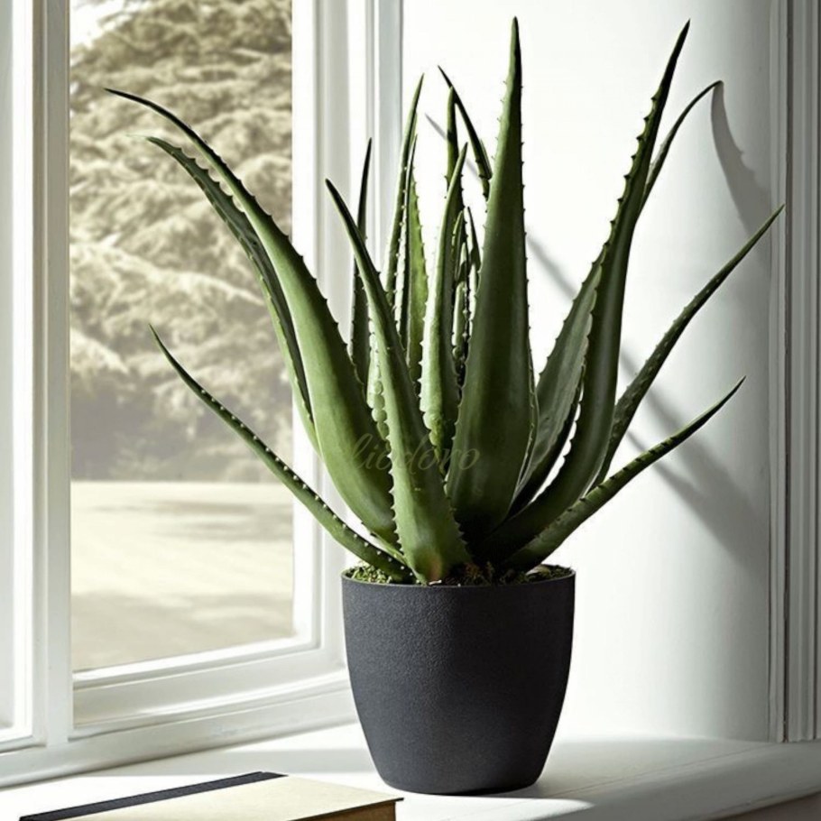 Цветок алоэ в интерьере