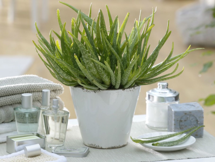 Алоэ в интерьере квартиры