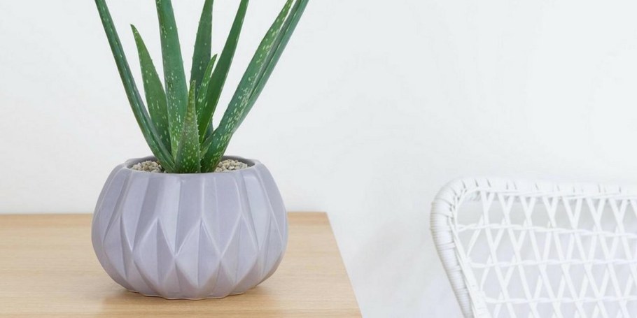 Кашпо для алоэ Вера