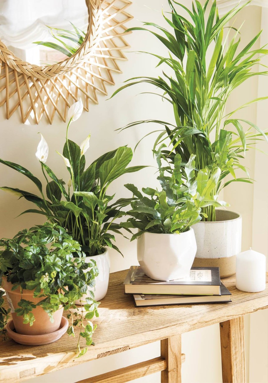 Декоративные растения для интерьера