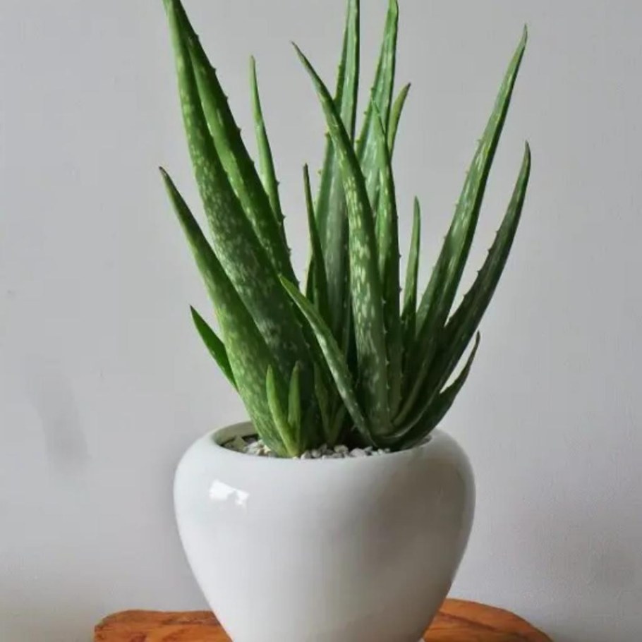 Алоэ Вера цветок столетник в горшке