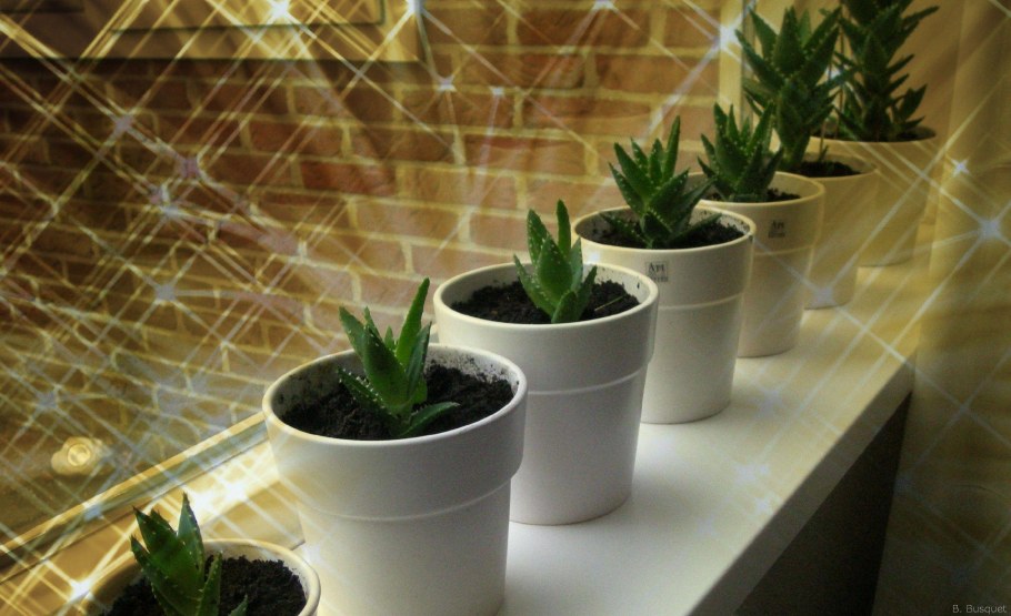 Столетник на подоконнике