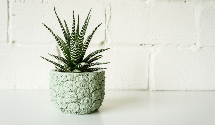 Алоэ остистое Кактус