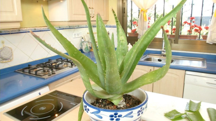 Алоэ остистое