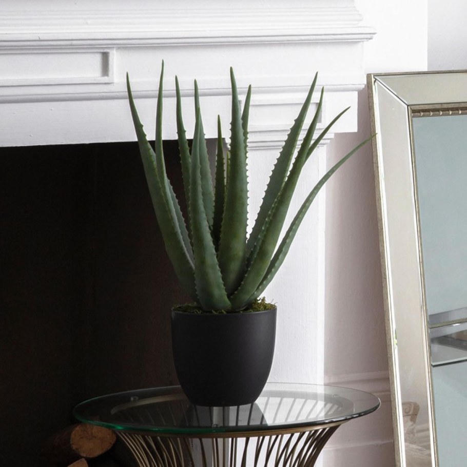 Алоэ в интерьере квартиры