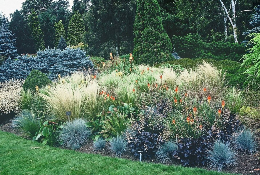 Овсяница сизая Варна