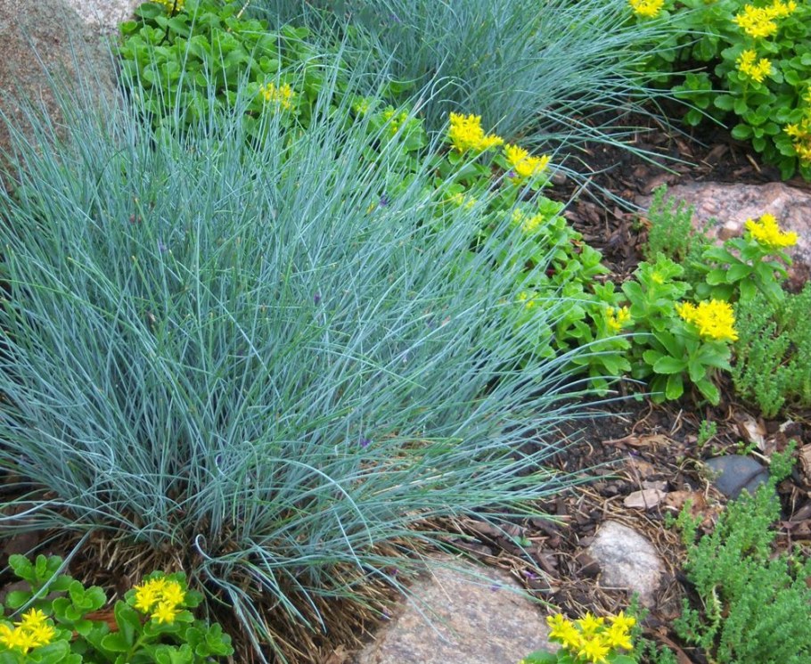 Овсяница Блю Селект