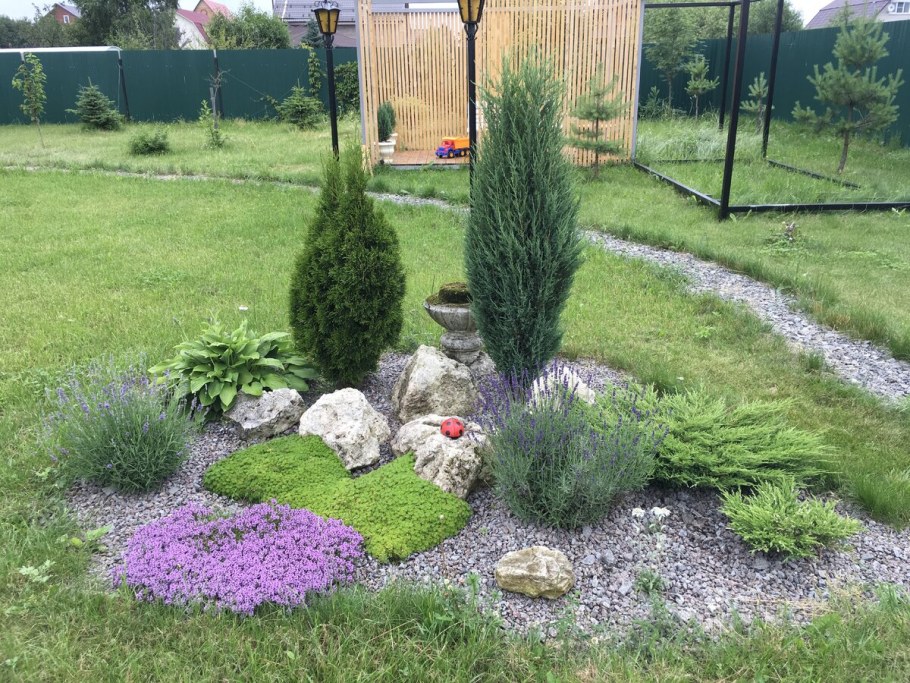 Лаванда между туями