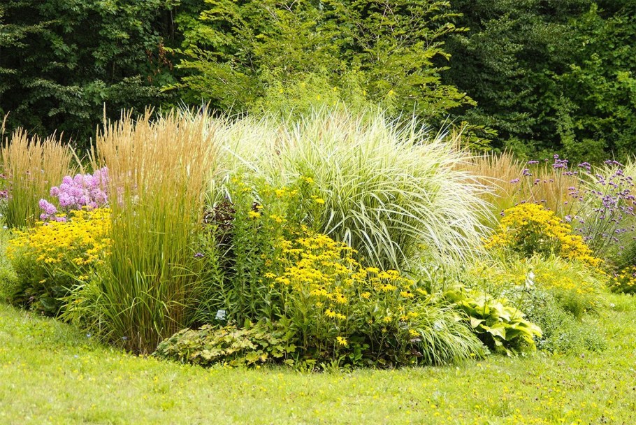 Вейник остроцветковый Karl Foerster