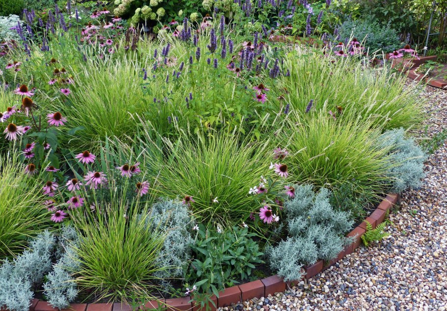 Сеслерия Sesleria autumnalis