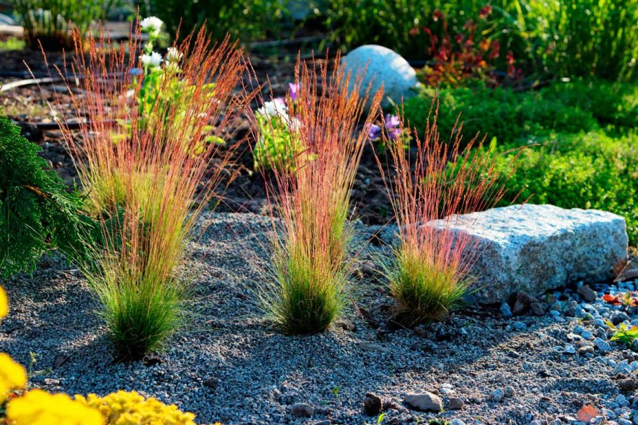 Овсяница сизая (Festuca glauca &#96;Varna&#96;)