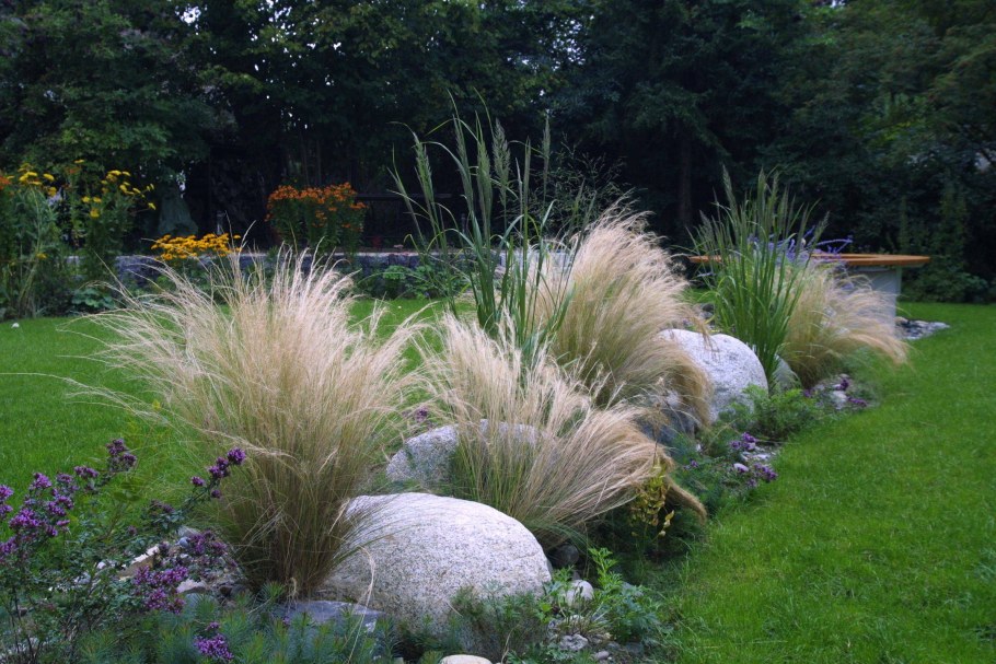 Мискантус китайский