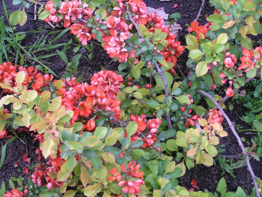 Хеномелес Живая изгородь