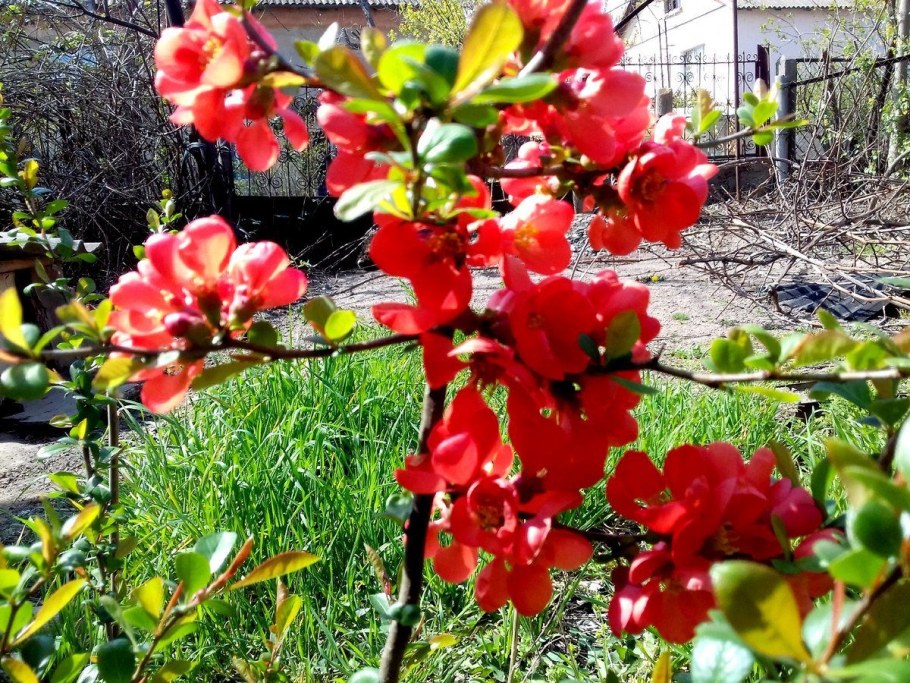 Хеномелес катаянский