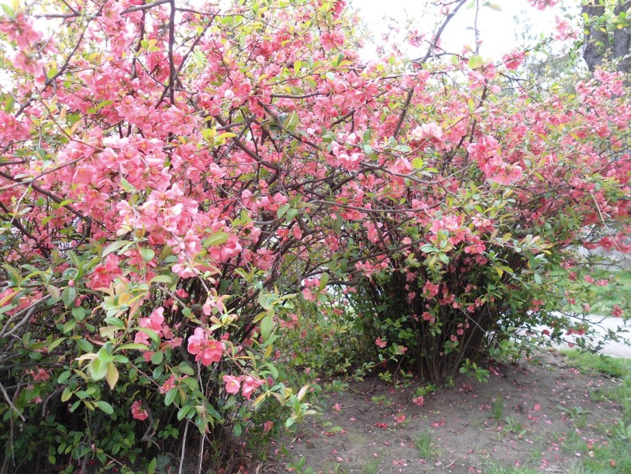 Хеномелес изгородь