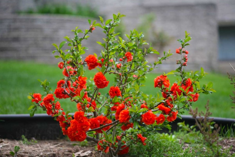 Хеномелес японская айва кустарник