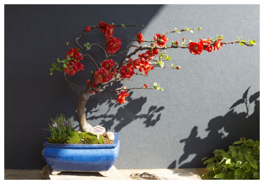 Хеномелес японский бонсай