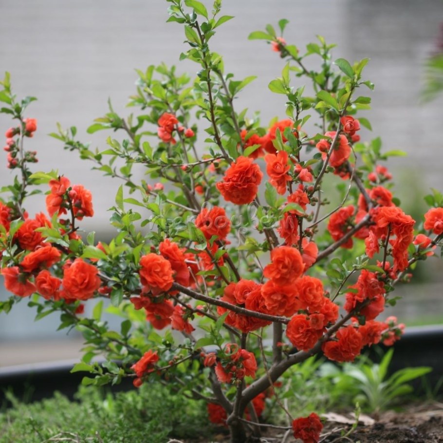 Айва великолепная хеномелес