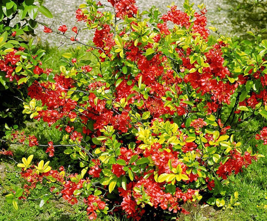 Айва (хеномелес) японская