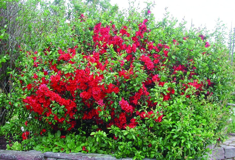 Айва (хеномелес) японская