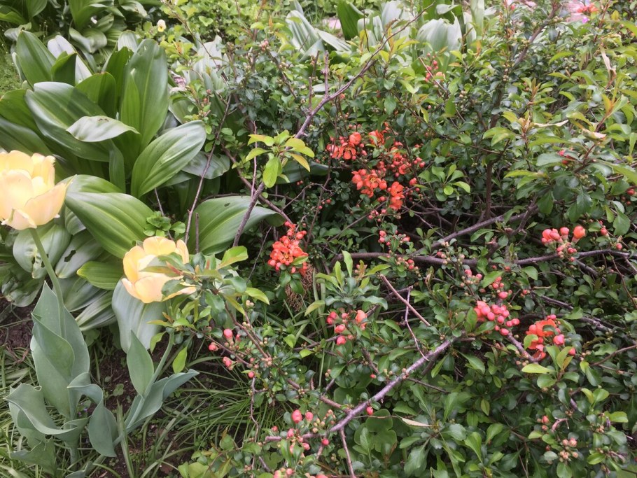 Остров айва