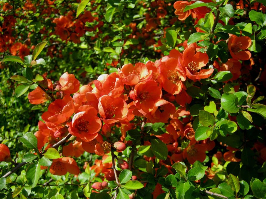 Хеномелес Маулея