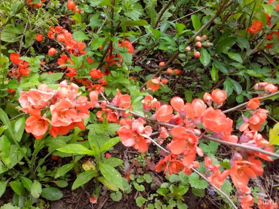 Хеномелес катаянский