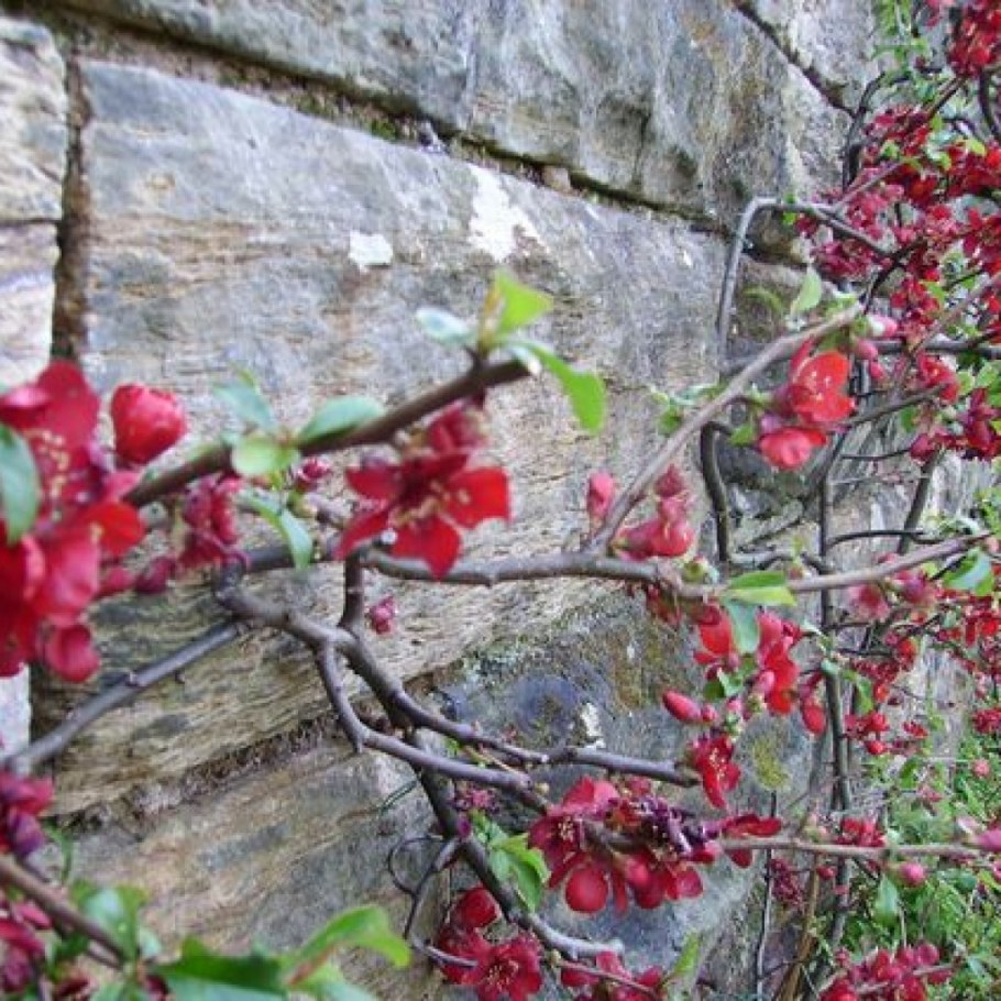 Айва японская куст