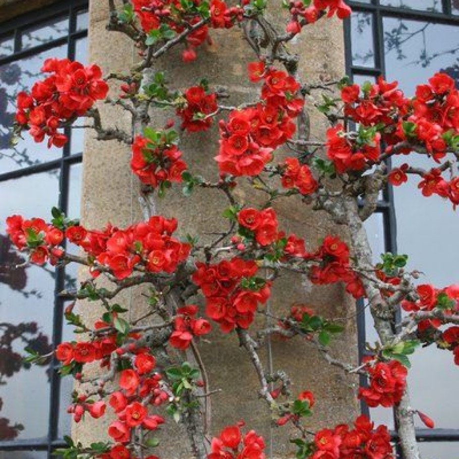 Айва японская штамбовая