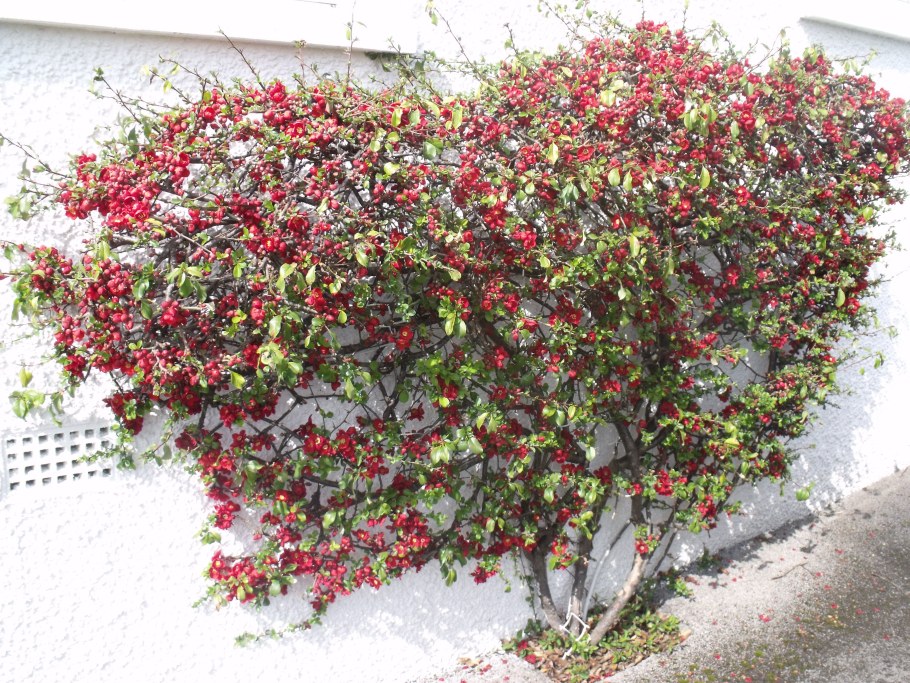 Хеномелес Kinshiden