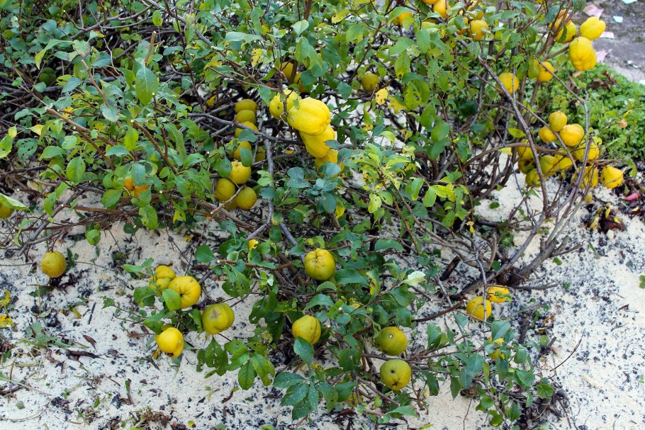 Айва (хеномелес) японская