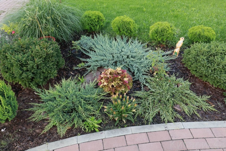 Туя Блю карпет