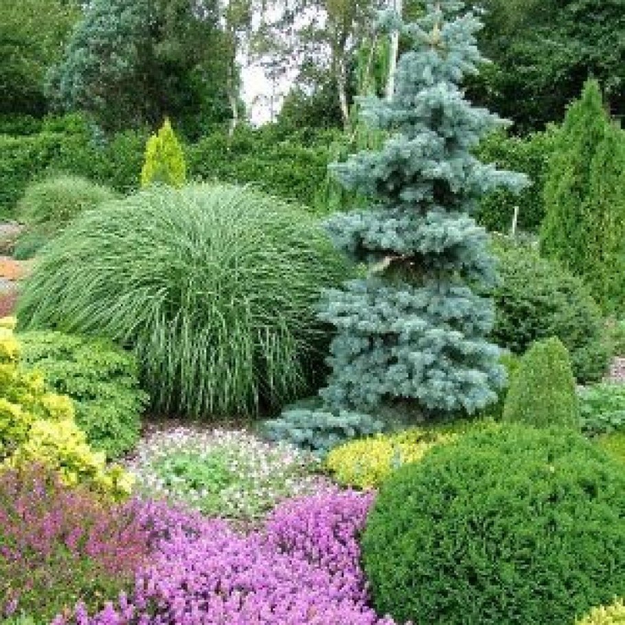 Туя Глобоза в миксбордере