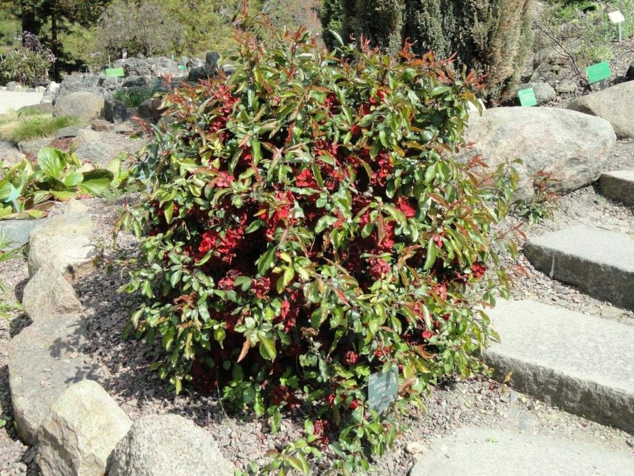 Хеномелес изгородь