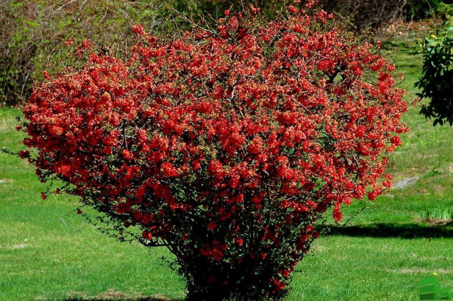 Айва (хеномелес) японская