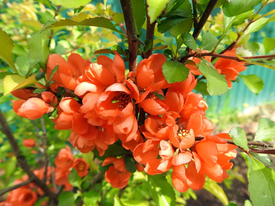 Хеномелес катаянский