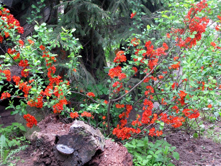 Айва японская Элли Моссел