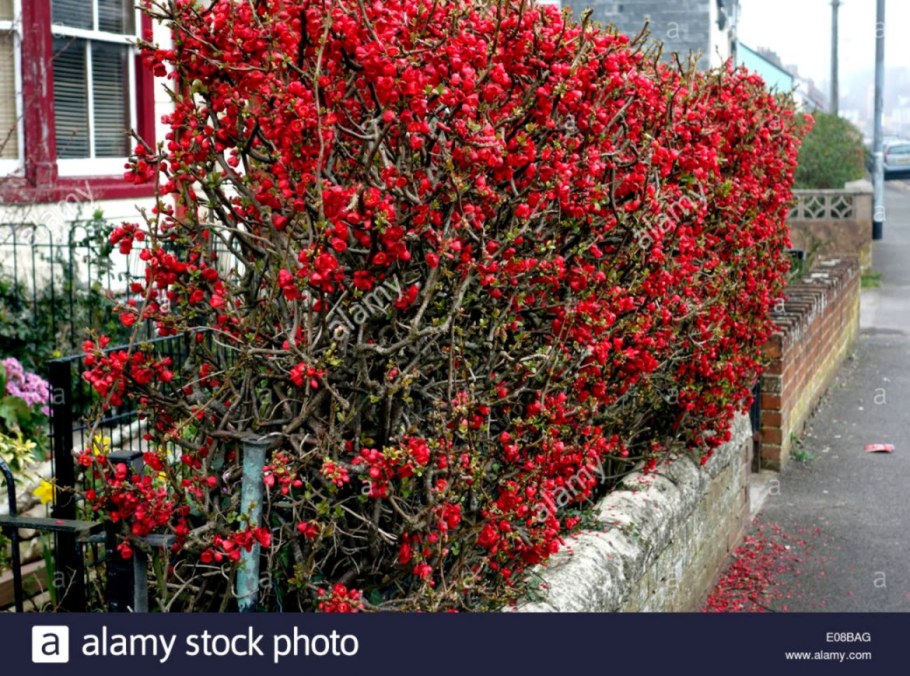 Айва (хеномелес) великолепная камео