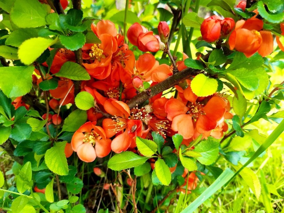 Айва хеномелес