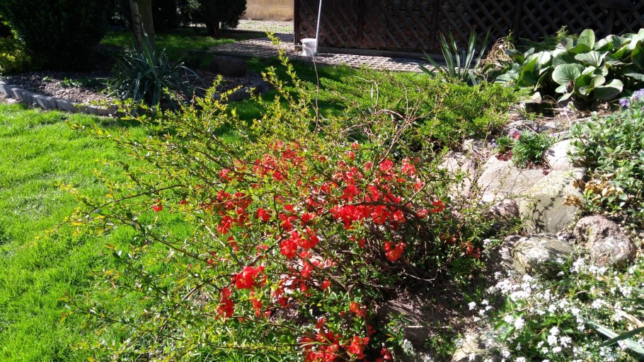 Айва почвопокровная