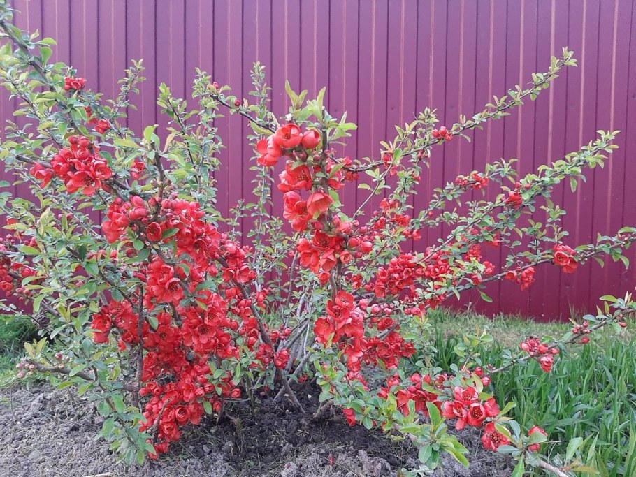 Хеномелес кустарник