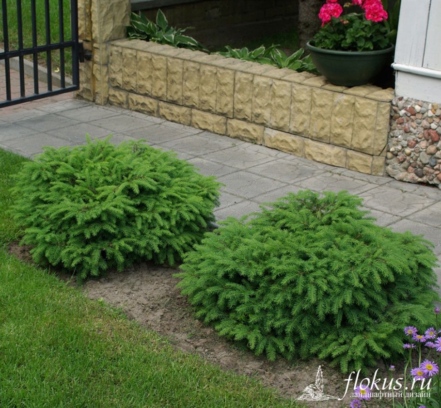 Ель обыкновенная Нидиформис